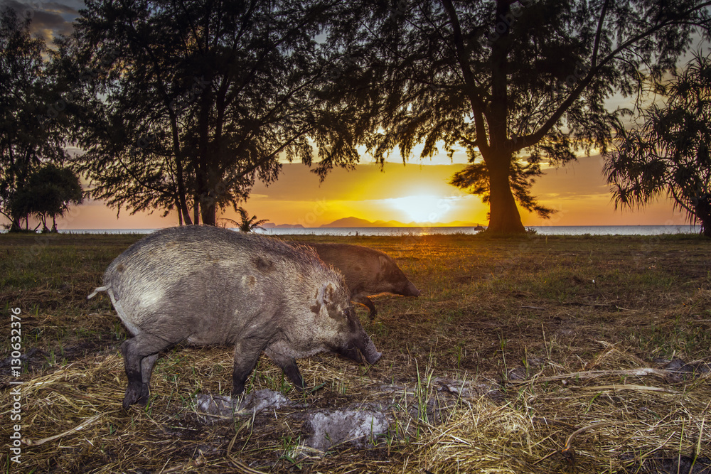 Wild boar in Tarutao national park, Thailand Wild boar in Tarutao national park, Thailand