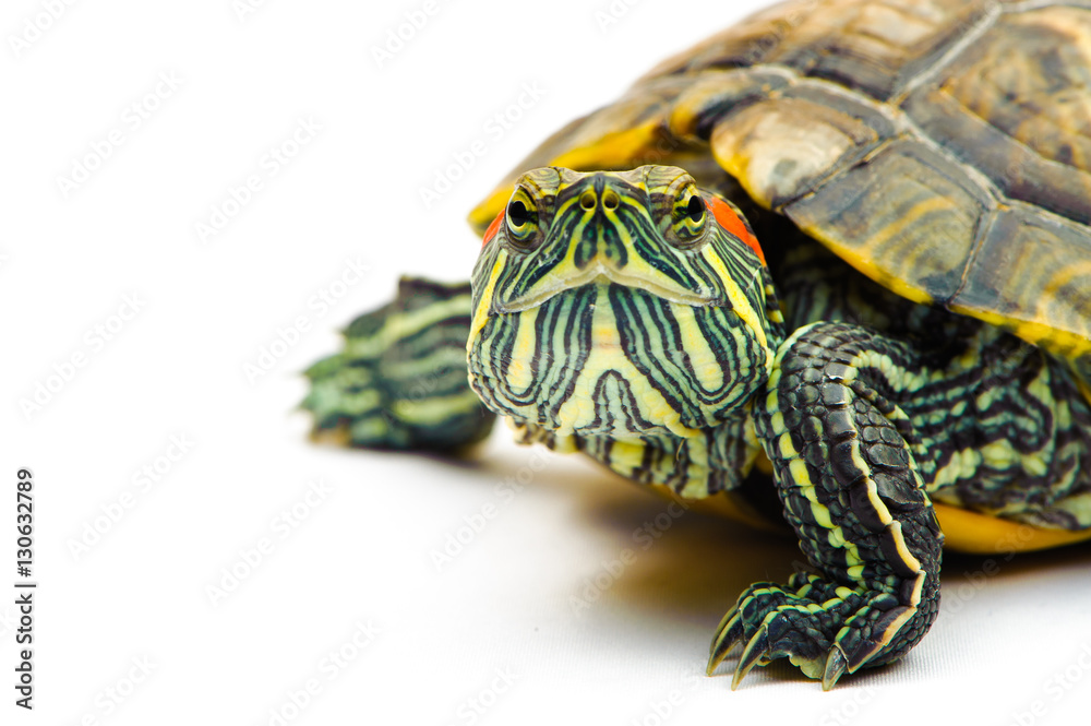 one Pond slider isolated on the white background.closeup. one Pond slider isolated on the white background.closeup.