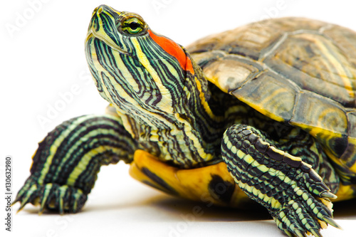 one Pond slider isolated on the white background.closeup. photo