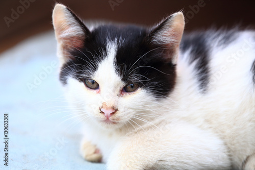 Young stray kitten close up © takadahirohito