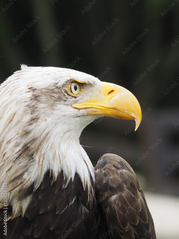 Aguila americana