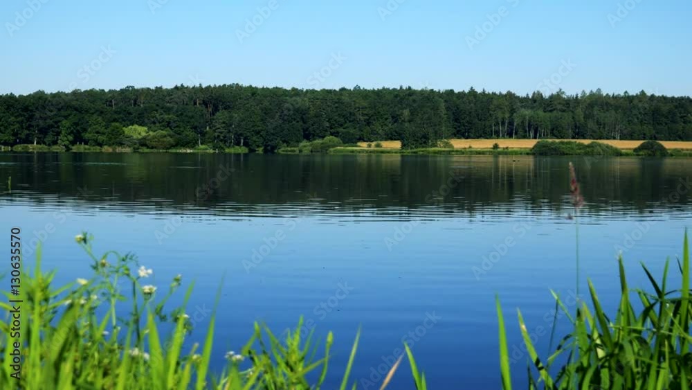 lake with grass on the shore - forest (trees) in background - sunny day lake with grass on the shore - forest (trees) in background - sunny day