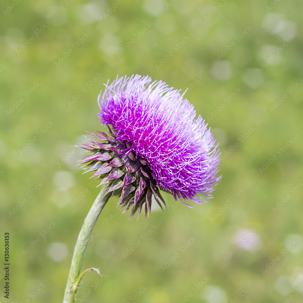 Flowered Thistle beaked (lat. Carduus uncinatus Bieb.) Flowered Thistle beaked (lat. Carduus uncinatus Bieb.)