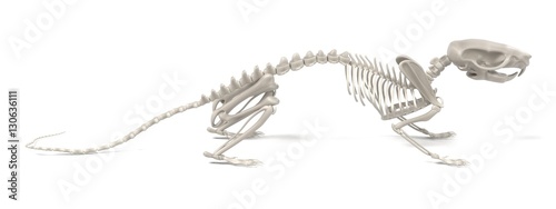 realistic 3d render of rat skeleton