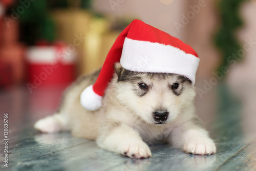 Malamute puppy in santa hat © Natalia Chircova