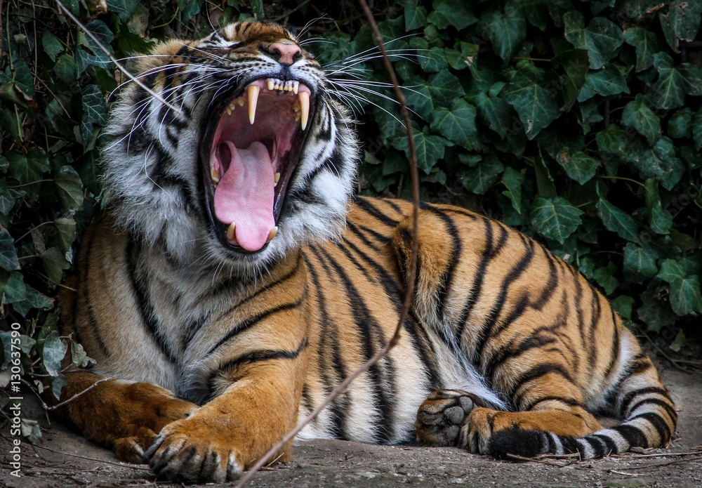 Fototapeta premium Caspian Tiger