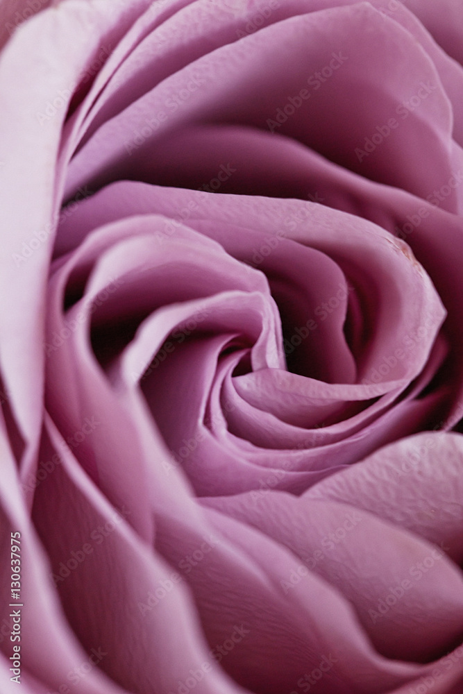 Wedding Bouquet, Pink Peony, Orchid and David Austin Rose Wedding Bouquet, Pink Peony, Orchid and David Austin Rose