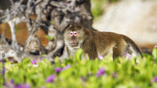 Crab-eating macaque in Koh Adang national park, Thailand