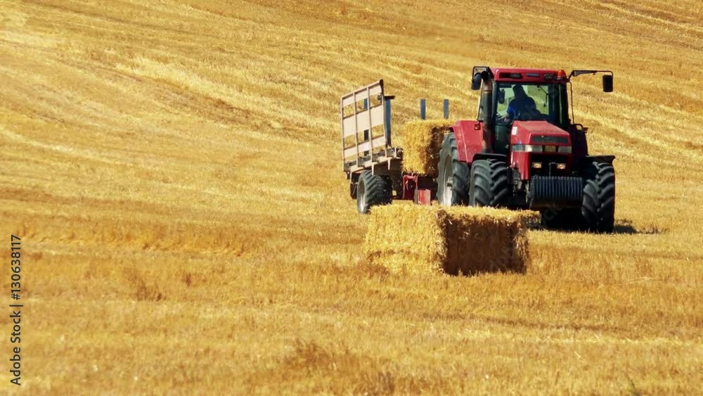 farmers harvest grain from the field (farmer loads haystacks on the tractor) farmers harvest grain from the field (farmer loads haystacks on the tractor)