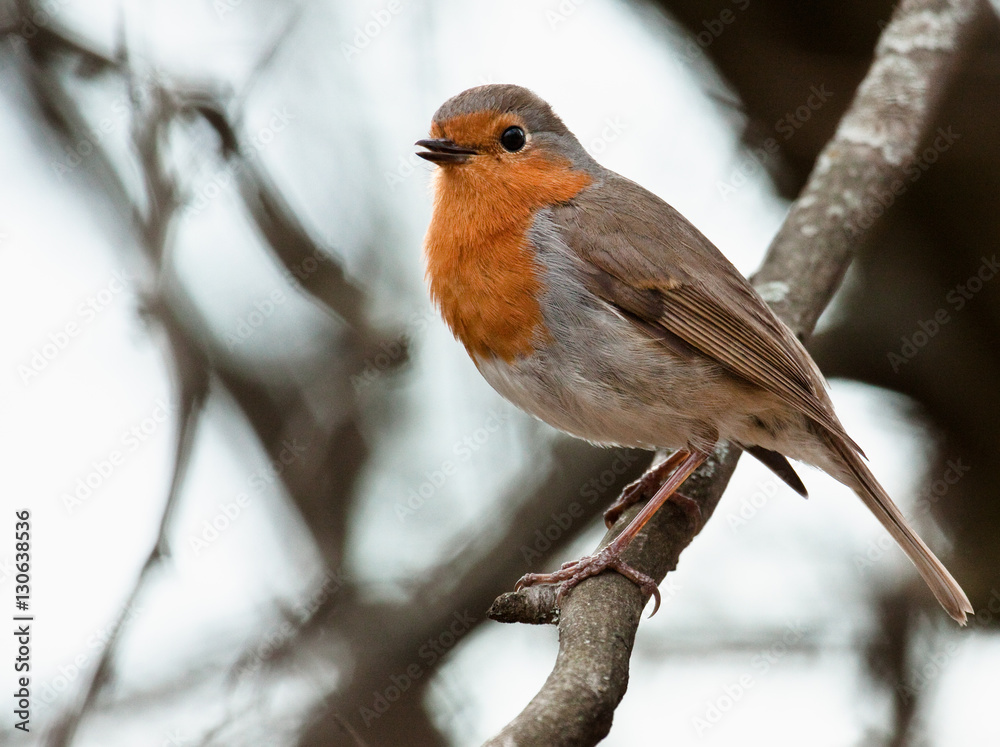 Robin perched on a twig Robin perched on a twig