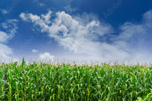 Corn field under blue sky