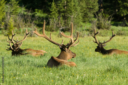 Elk in Rocky Mountains National Park  CO