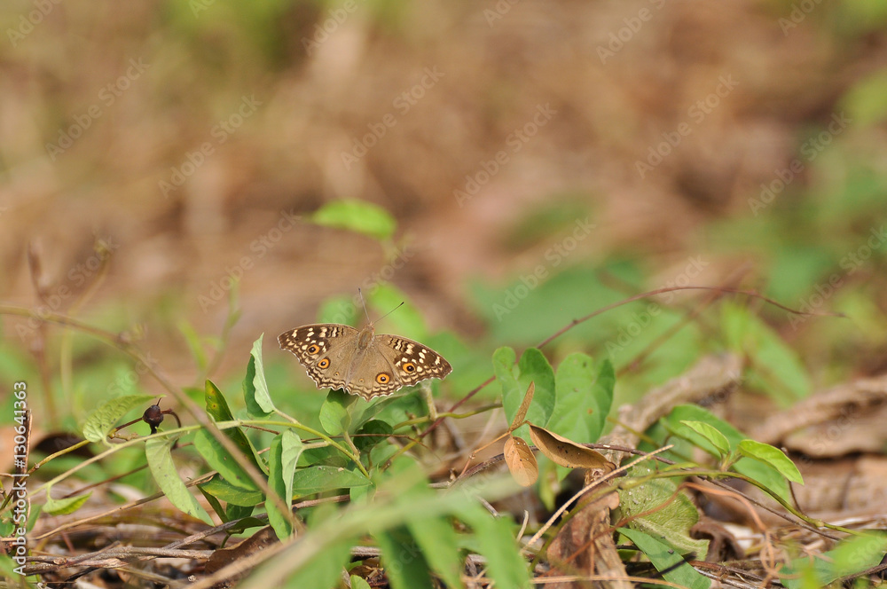 Obraz premium Colorful of butterfly attach on the green grass