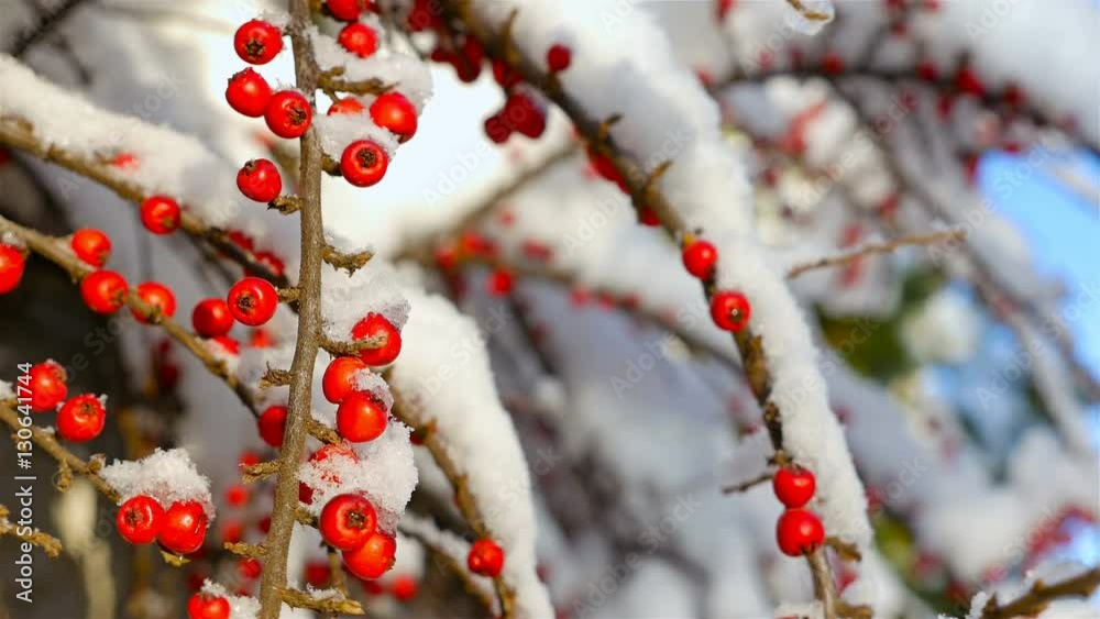 Wild bush with red berries laden with snow. Beautiful Christmas background Wild bush with red berries laden with snow. Beautiful Christmas background