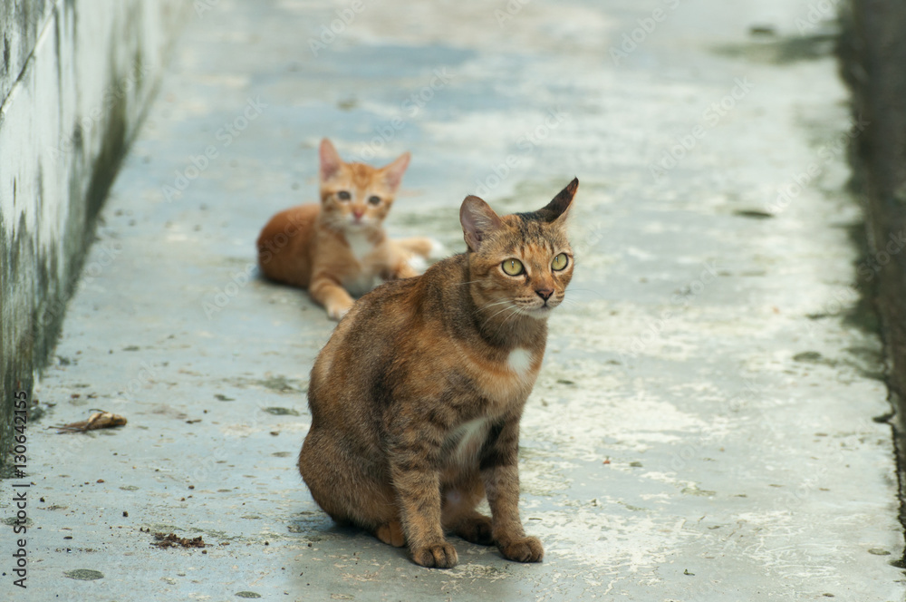 Obraz premium Selective focus on cat on the floor