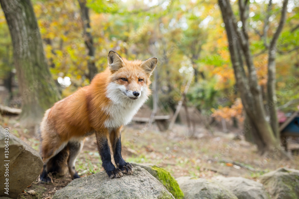 Fototapeta premium Fox standing outside