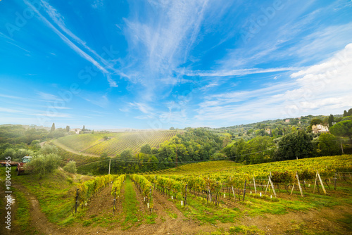 Vineyard in Montalcino