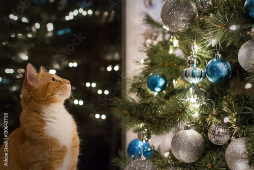 Christmas Cat © Brittany