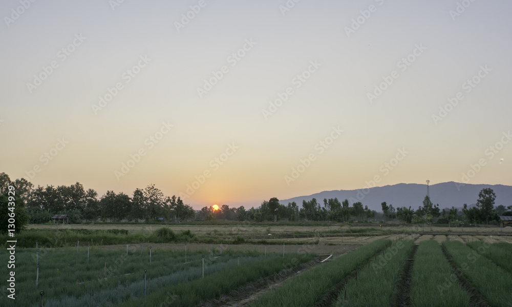 Vegetable garden in rural Thailand At sunset. Vegetable garden in rural Thailand At sunset.
