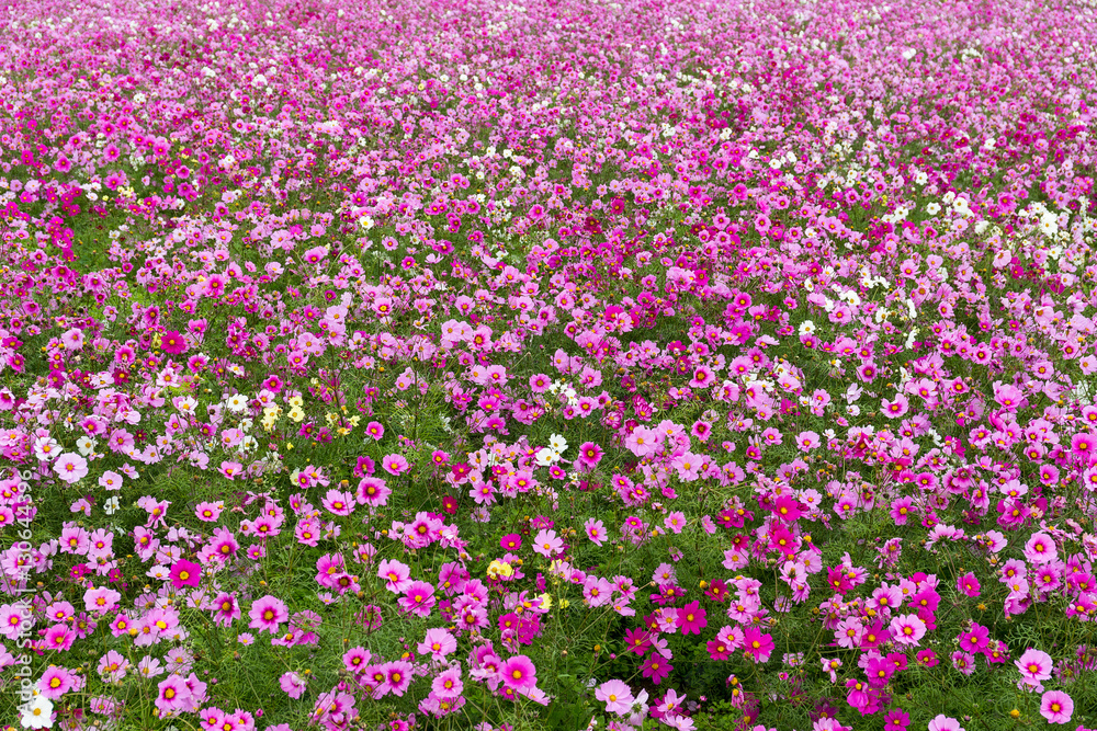 Flower Cosmos field
