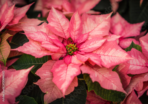 Photography pink marble poinsettia closeup