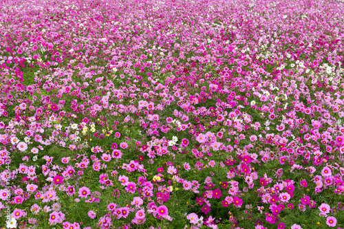 Flower Cosmos field