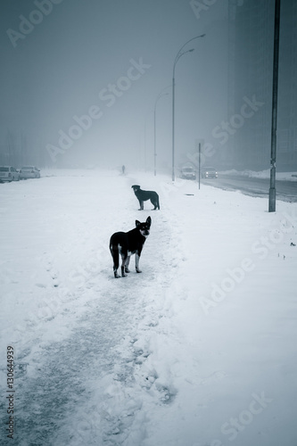 Stray dogs on a snowy foggy street. Urban landscape.