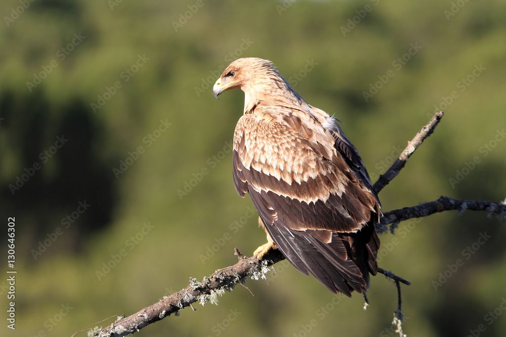 2 years old Spanish imperial eagle. Aquila adalberti 2 years old Spanish imperial eagle. Aquila adalberti
