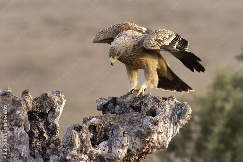 Fototapeta premium 2-3 years old Spanish imperial eagle. Aquila adalberti