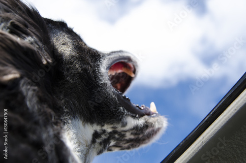 dog enjoying wind photo