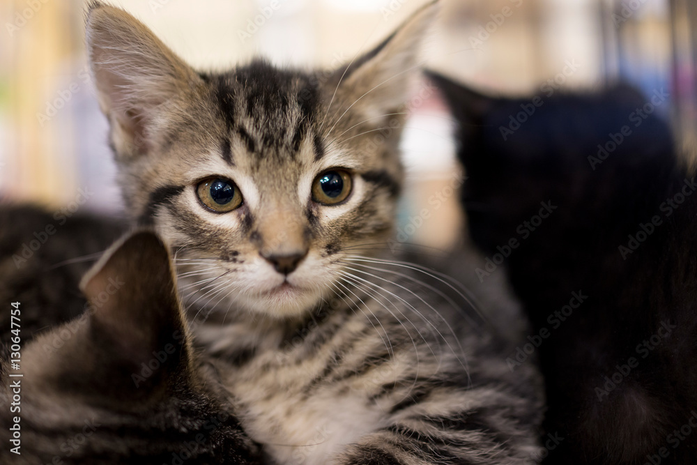 Closeup portrait of small tabby kitten looking forward cuddling