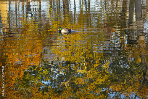 Mallard Anus platyrhyncha Drake and autumn reflections photo