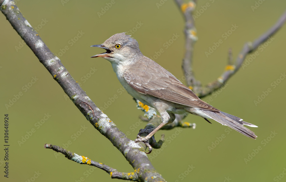 Obraz premium Barred warbler with open beak