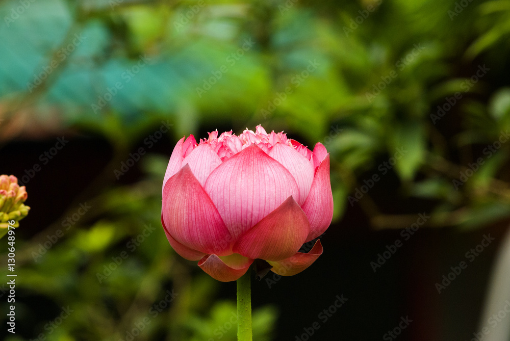 Lotus flower and Lotus flower plants Hong Kong. Lotus flower and Lotus flower plants Hong Kong.