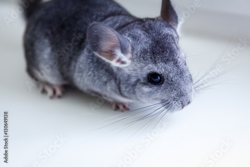 The small gray chinchilla