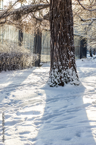 forest tree covered by whit...