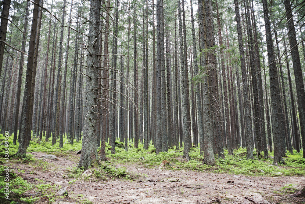 Trees in a forest