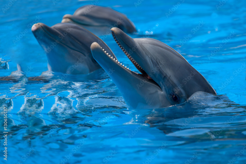 Obraz premium Funny dolphins in the pool during a show at a zoo
