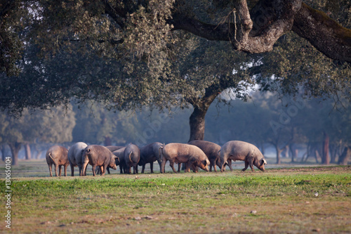 Iberian pigs grazing in the landscape