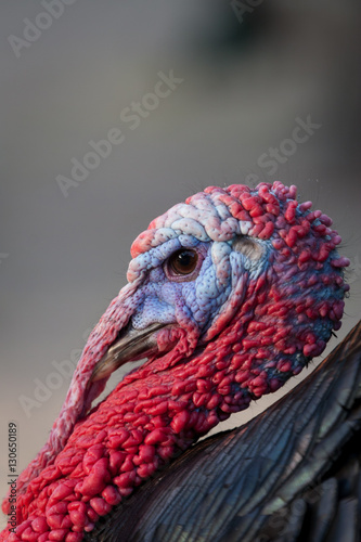 Profile of the colorfully head of a turkey
