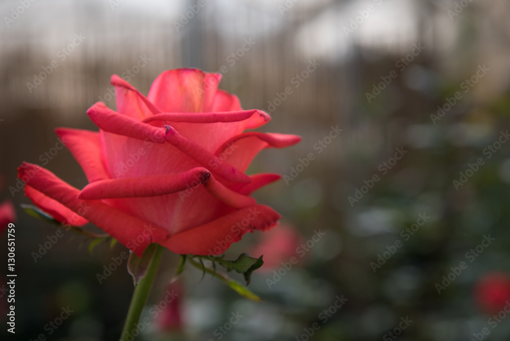 red rose with buds and green bush background red rose with buds and green bush background