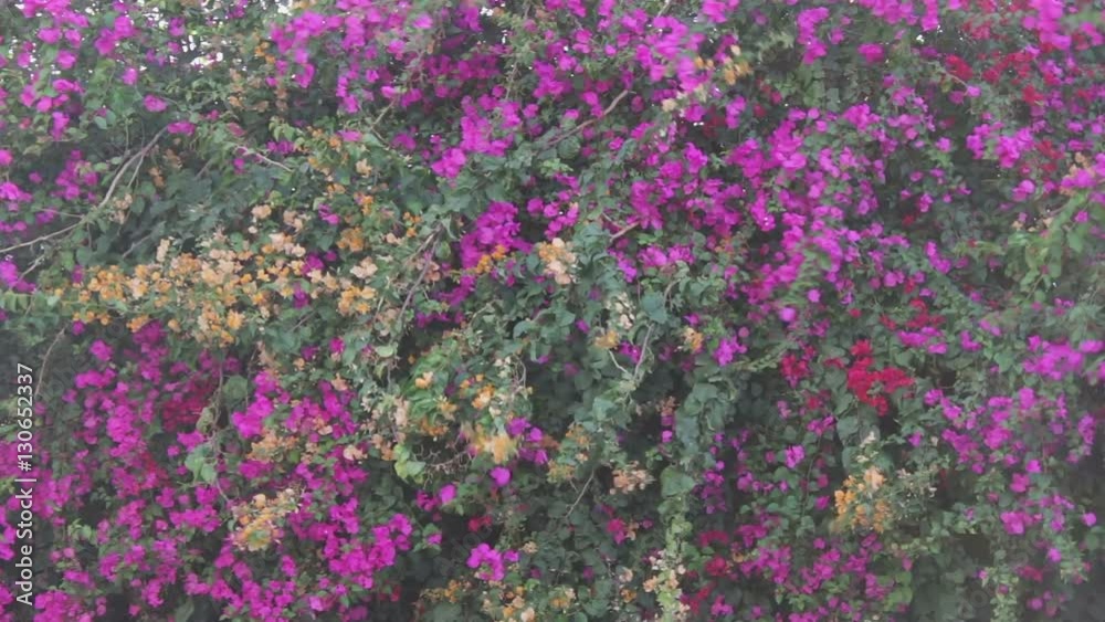 lushing purple flowers on the fence lushing purple flowers on the fence