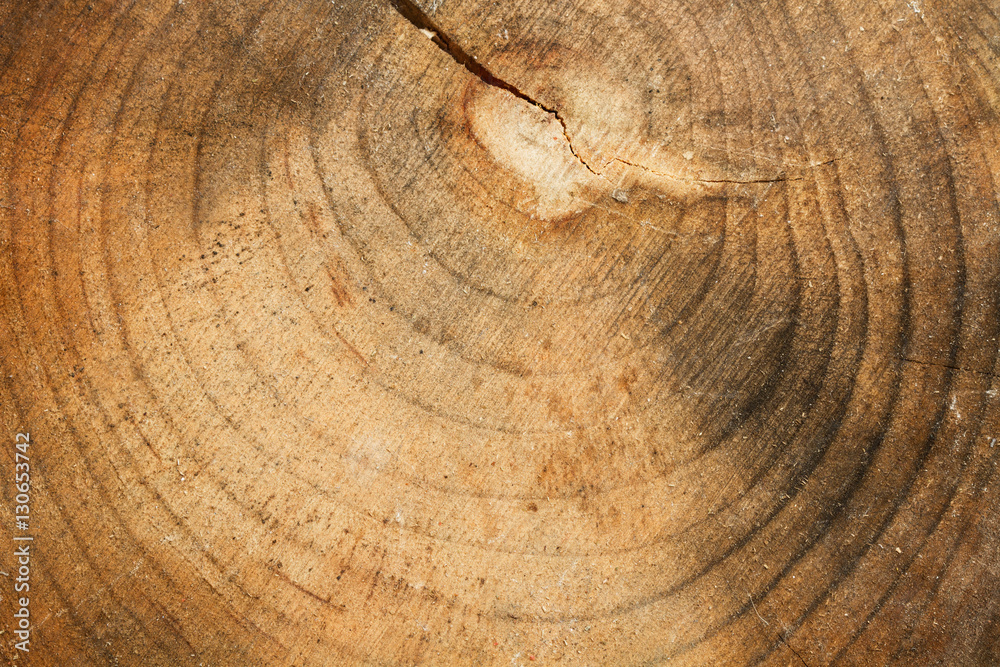 Naklejka premium Textura de madera de árbol