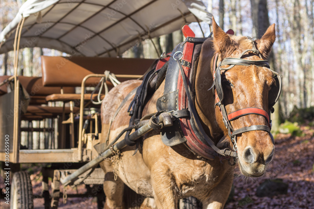 Brown horse with carriage