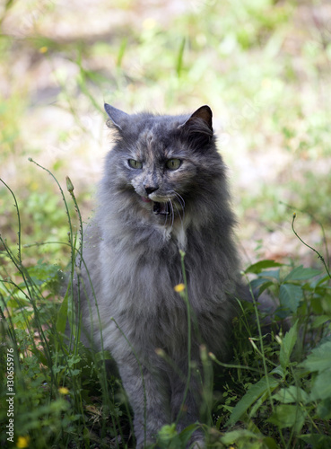 Cat Sitting On Lawn