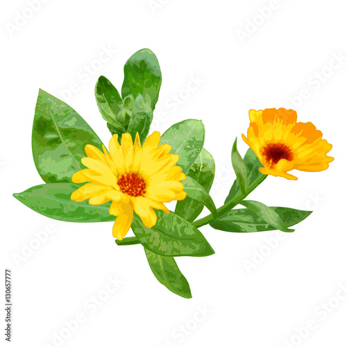Fototapeta Naklejka Na Ścianę i Meble -  The flower of the Marigold plant with leaves and a rosebud .Vector illustration.