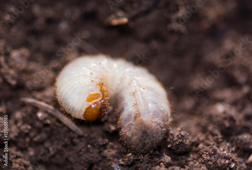 Käferlarve gekrümmt auf frischer Erde