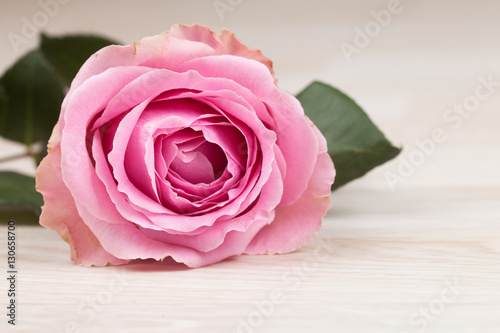 background rose