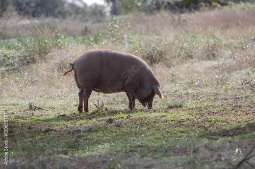 Iberian pig