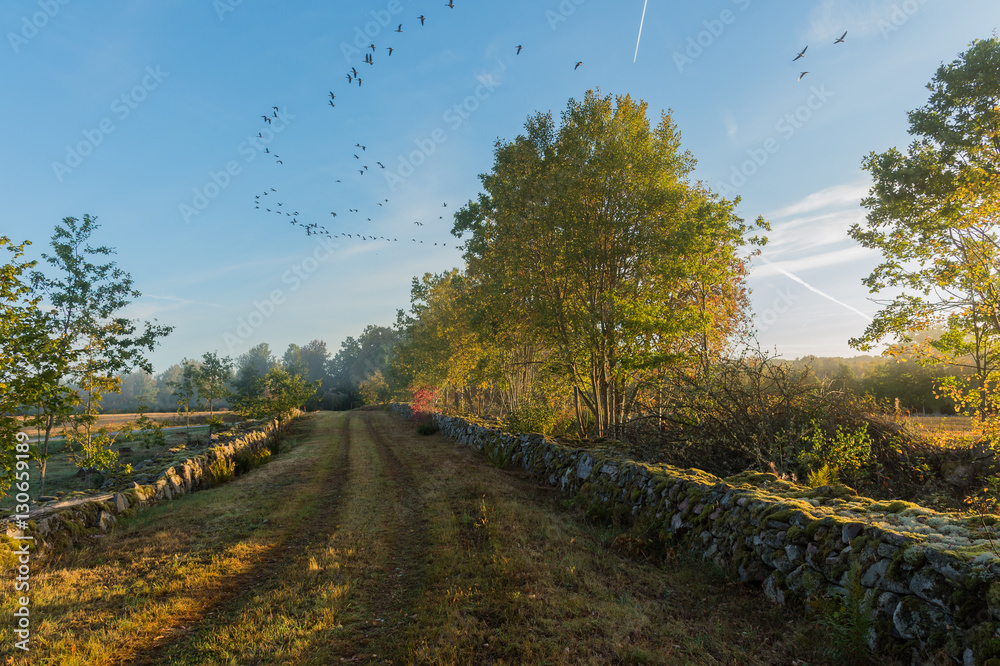 Naklejka premium Farmland Landscape with birds flying over